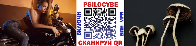 где купить наркоту Кемь Галлюциногенные грибы Psilocybe